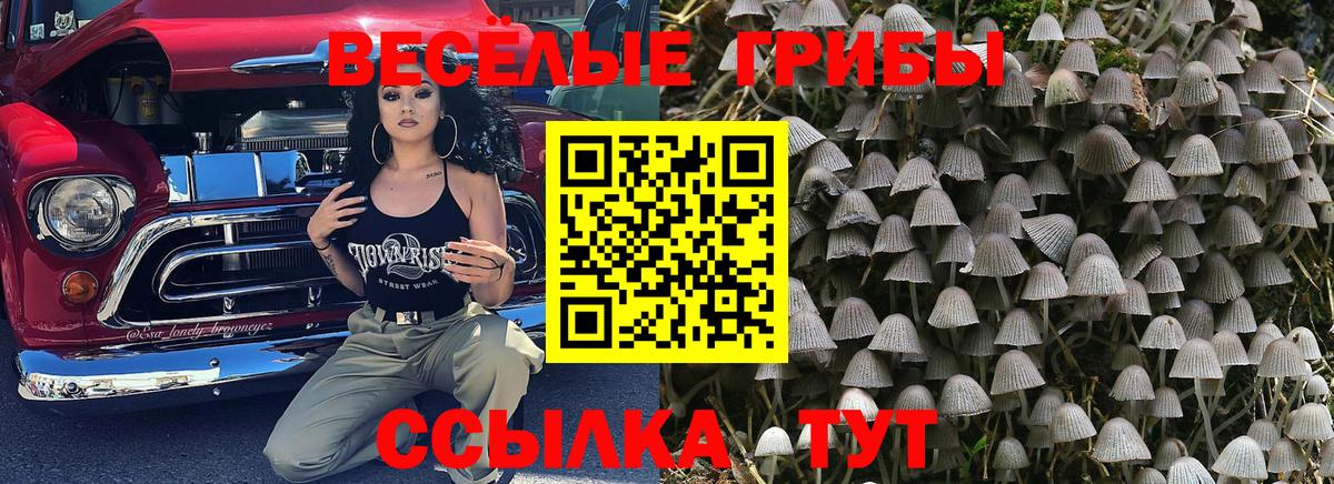 Псилоцибиновые грибы Cubensis Новочебоксарск